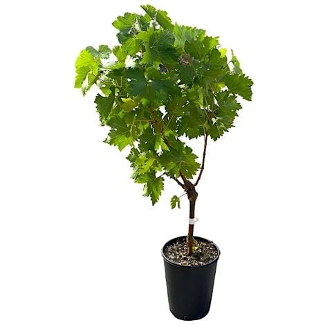 Pianta DI VITE Uva Vigna Da Tavola PIZZUTELLO BIANCO Allungato IN VASO 16 FOTO REALE - immagine 2