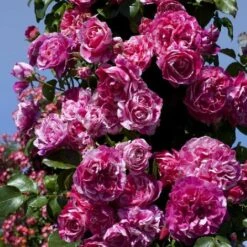 Pianta ROSA BREVETTATA INES SASTRE ® RAMPICANTE Bianca Rosa MEILLAND Vera PROFUMATA Vaso19 FOTO REALE