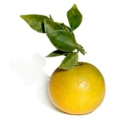 PIANTA Albero DI CHINOTTO VASO 24 CM Agrumi Di Sicilia H 100 Cm FOTO REALE