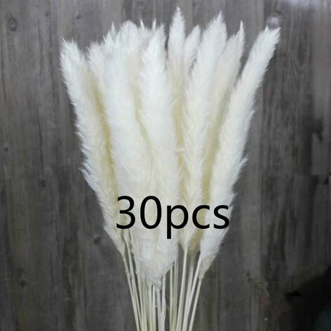 SOEKAVIA 30 Pezzi Di Piccola Erba Di Pampa Essiccata Naturale, Phragmites Communis, Bouquet Da Sposa E Fotografico Per L'arredamento Della Casa (bianco, 30 Pezzi)