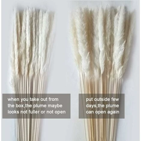 SOEKAVIA 30 Pezzi Di Piccola Erba Di Pampa Essiccata Naturale, Phragmites Communis, Bouquet Da Sposa E Fotografico Per L'arredamento Della Casa (bianco, 30 Pezzi) - immagine 2