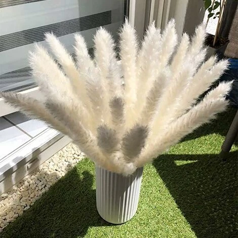 SOEKAVIA 30 Pezzi Di Piccola Erba Di Pampa Essiccata Naturale, Phragmites Communis, Bouquet Da Sposa E Fotografico Per L'arredamento Della Casa (bianco, 30 Pezzi) - immagine 3