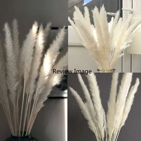 SOEKAVIA 30 Pezzi Di Piccola Erba Di Pampa Essiccata Naturale, Phragmites Communis, Bouquet Da Sposa E Fotografico Per L'arredamento Della Casa (bianco, 30 Pezzi) - immagine 5