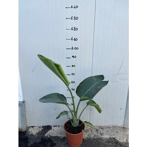 Sterlizia Nicolai (Uccello Del Paradiso Gigante) - immagine 2