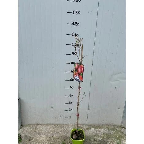 Pianta Di Kiwi Actinidia Arguta Scarlet September (kiwi Rosso) Foto Reali H 110cm - immagine 2