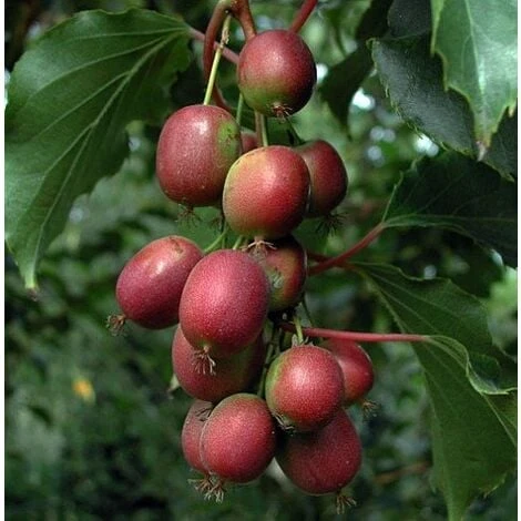Pianta Di Kiwi Actinidia Arguta Scarlet September (kiwi Rosso) Foto Reali H 110cm - immagine 3