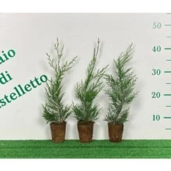 Cipresso Di Leyland "Cupressocyparis Leylandii" Pianta In Vaso Biodegradabile