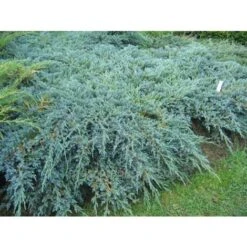 Ginepro Cinese "Juniperus Chinensis Blue Alps" Pianta Tappezzante In Vaso H. 40/60 Cm