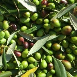 Pianta Albero Di OLIVO Da Olio NOCE DELL'ETNA Oliva Ulivo H 100/130CM FOTO REALE