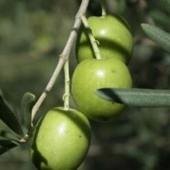 Pianta Albero Di OLIVO Da Tavola TONDA IBLEA Ulivo H 100/130CM FOTO REALE