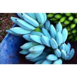 Pianta Di BANANO BLUE JAVA 'Musa Acuminata', BANANO BLU In Vaso H. 140 Cm Foto Reali
