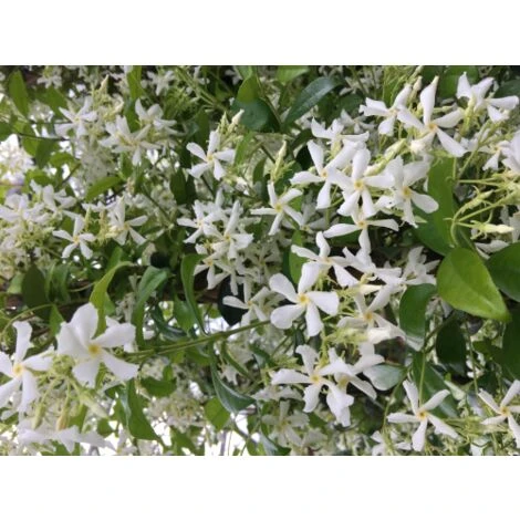 Gelsomino Falso "Rhyncospermum Jasminoides" Pianta In Vaso Da 2 Lt H. 100/150 Cm Con Canna - immagine 2