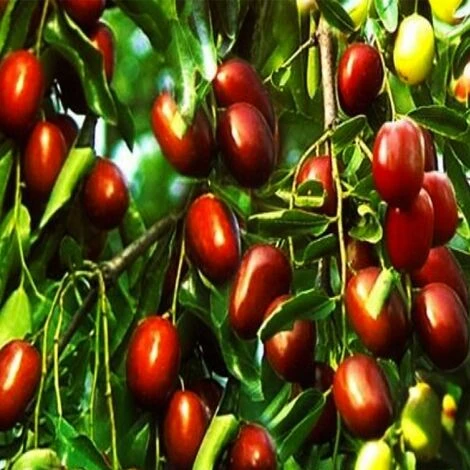 GIUGGIOLO - immagine 2