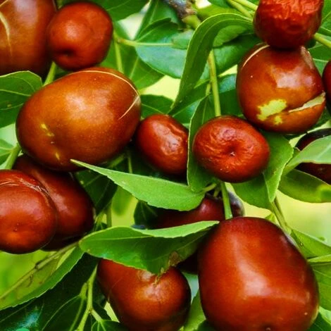 GIUGGIOLO - immagine 3