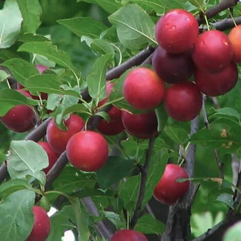 BIRICOCCOLO - immagine 2