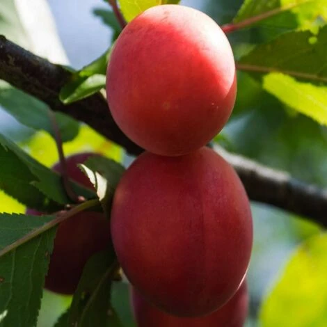 BIRICOCCOLO - immagine 3