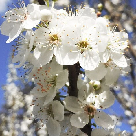 BIRICOCCOLO - immagine 4