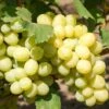 Uva Da Tavola Bianca "Fanny"