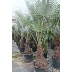 Palma Blu Del Messico "Brahea Armata" In Mastello 55 Cm H. 160/180 Cm