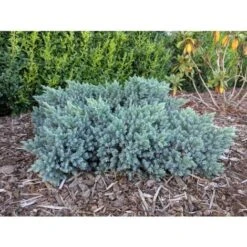 Ginepro Squamoso "Juniperus Squamata Blue Star" Pianta In Vaso 14 Cm