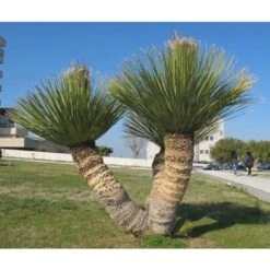 Dasylirion Serratifolium Palma Pianta In Vaso 40 Cm H. 80/100 Cm