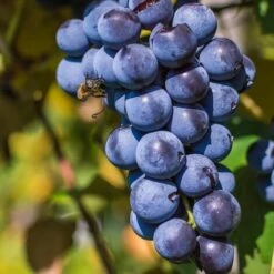 Uva Da Tavola Nera &8220Alfonso Lavalleè&8221 - Ø 15 Cm