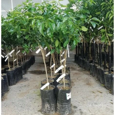 Albero Pompelmo Giallo - Agrumi - immagine 2