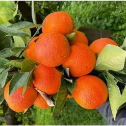 Albero Arancio Sanguinello - Agrumi