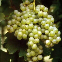 Uva Da Vino Bianco "Malvasia Di Candia"