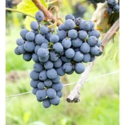 Uva Da Vino Rosso "Sangiovese"