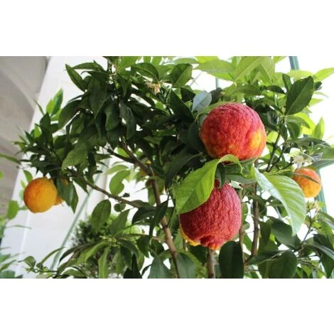 Limone Rosso "Citrus Limonimedica Pigmentata" Pianta Di Agrumi Di Sicilia In Mastello 40 Cm H. 140/160 Cm - immagine 2