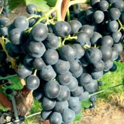 Uva Da Tavola Nera "Muscat Bleu"