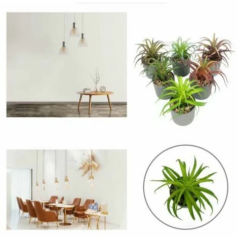 Pianta Artificiale Simulazione Di Fiori Artificiali Pianta Grassa Fresia Pianta In Vaso Simulazione Interna Fiore Decorazione Della Casa Bonsai Ornamenti Pianta Verde Pianta Di Simulazione (Marrone) - immagine 4