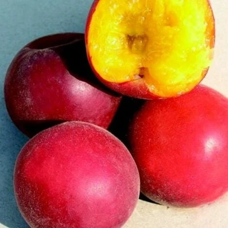 Biricoccolo - Susincocco Albero Da Frutto Intermedio Tra Susino Ed Albicocco - immagine 4