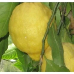 Albero Limone Amalfitano - Agrumi
