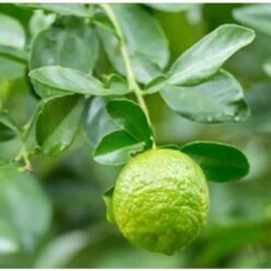 Albero Bergamotto - Agrumi