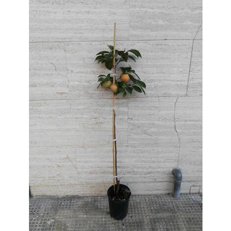 Alberi Da Frutto Caco Mela Pianta Da Frutta Cachi Mela Kako Kaki Albero - immagine 2