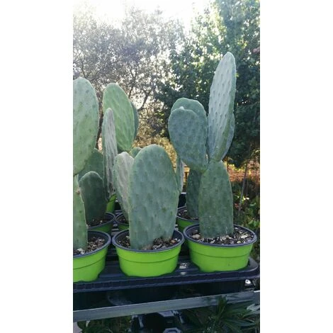 FICO D'INDIA -vaso 14cm- FICHI D'INDIA PIANTA Opuntia Ficus-indica - immagine 2