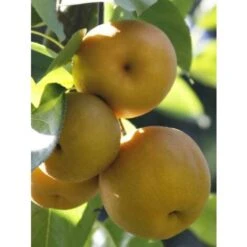 Alberi Da Frutto Nashi Pianta Di Nashi Albero Da Frutta NASHI PERO