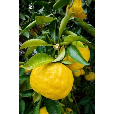 Yuzu "Citrus Junos" Pianta Di Agrumi Giapponese In Vaso 20 Cm