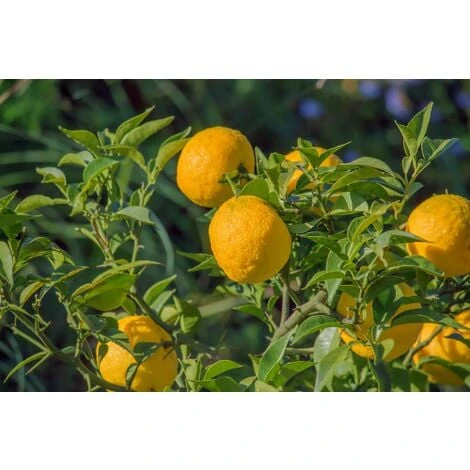 Yuzu "Citrus Junos" Pianta Di Agrumi Giapponese In Vaso 20 Cm - immagine 2