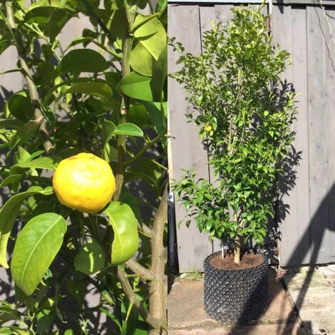 Yuzu "Citrus Junos" Pianta Di Agrumi Giapponese In Vaso 20 Cm - immagine 5