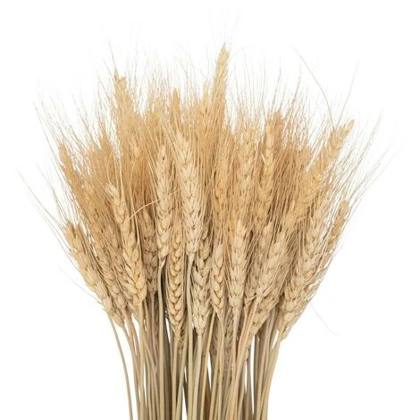 Finocchio Essiccato Lour, H65 Cm - Atmosphera Créateur D'intérieur - immagine 2