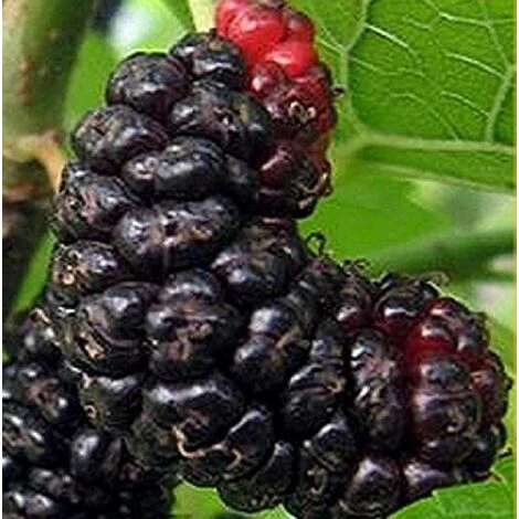 Albero Gelso Nero In Vario Formato - Alberi Da Frutto 1 Anno