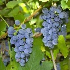 Uva Da Tavola Nera &8220Fragola&8221 - Ø 15 Cm