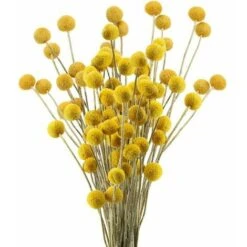 30 Steli Craspedia Bouquet Di Fiori Secchi Naturali Fiori Di Craspedia Secchi Palline Billy Button Gialle