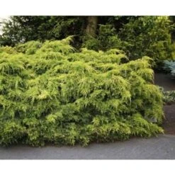 Ginepro Tappezzante "Juniperus X Pfitzeriana Aurea" Pianta In Vaso 14 Cm