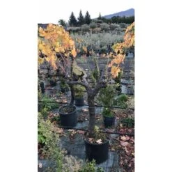 Vite Uva Da Tavola Vitigno Autoctono Pianta In Mastello 40 Cm FOTO REALI