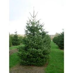 Abete Del Caucaso "Abies Nordmanniana" Pianta In Vaso H. 20/30 Cm