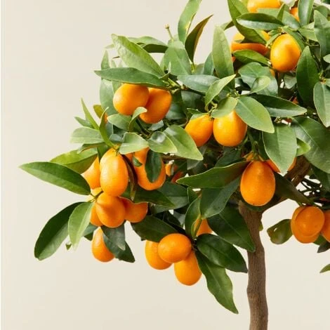 Kumquat "Fortunella Margarita" Mandarino Cinese Pianta In Vaso 22 Cm - immagine 2